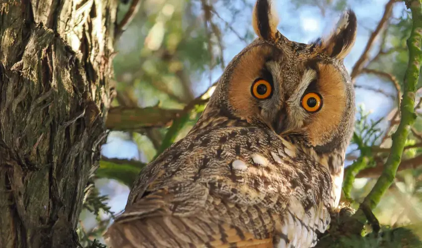 Birds of Prey and Owls of the Šumperk and Jesenice Region — Vlastivědné muzeum v Šumperku, Šumperk