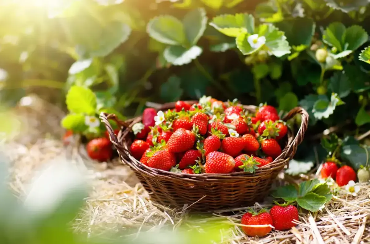 Strawberry Picking at Farma Drahoš near Litomyšl — Farma Drahoš, Dolní Újezd