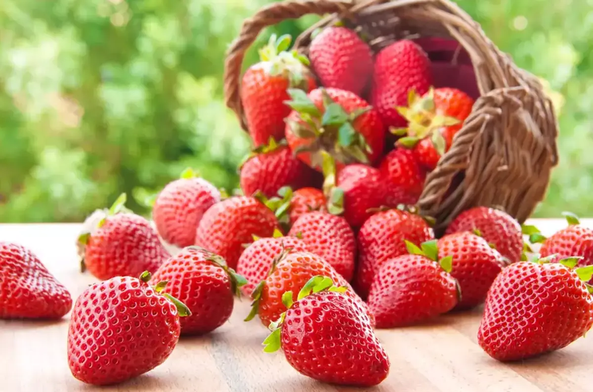 Sempra Turnov - Strawberry Picking — Sempra Turnov, Turnov