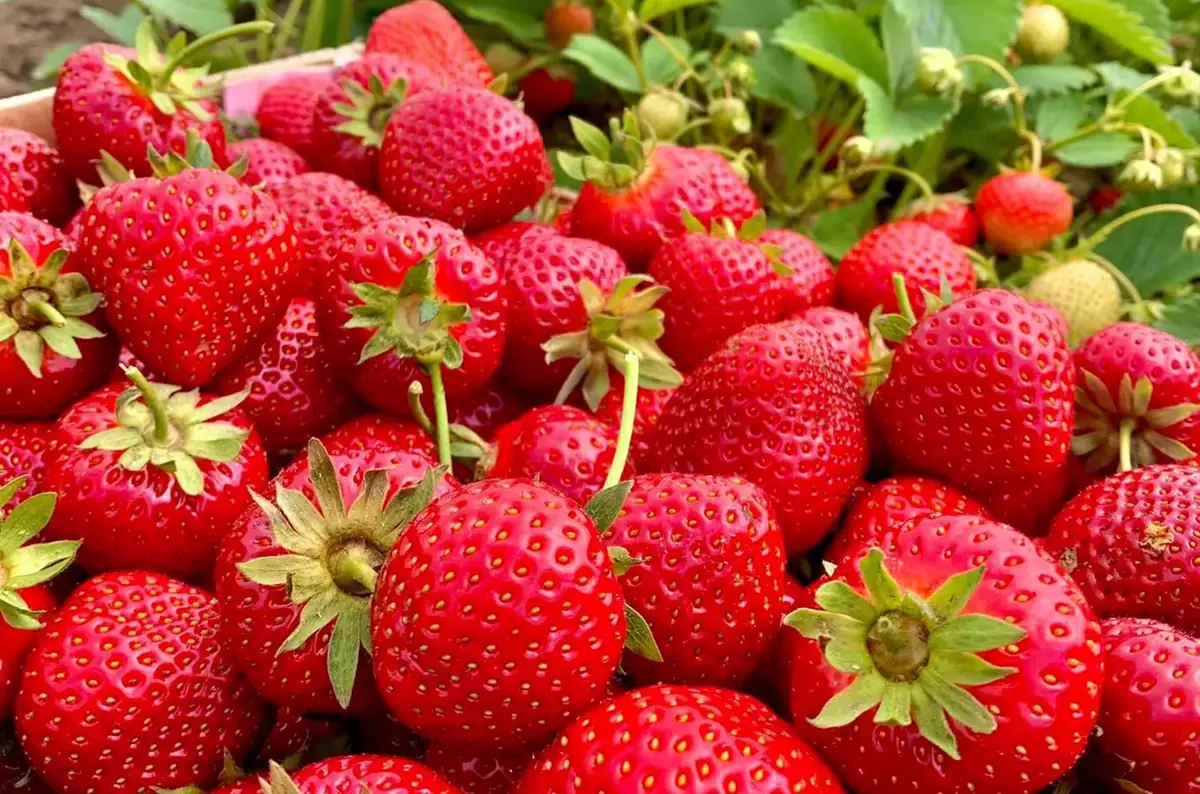 Erdbeeren selbst pflücken bei Košťál in Velké Bílovice — Zelenina Košťál, Velké Bílovice