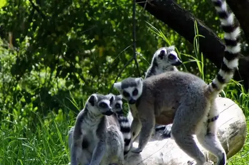 Za vysvědčení do Zoo Jihlava 2026