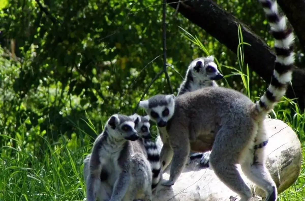 Za vysvědčení do Zoo Jihlava 2026 — ZOO Jihlava, Jihlava