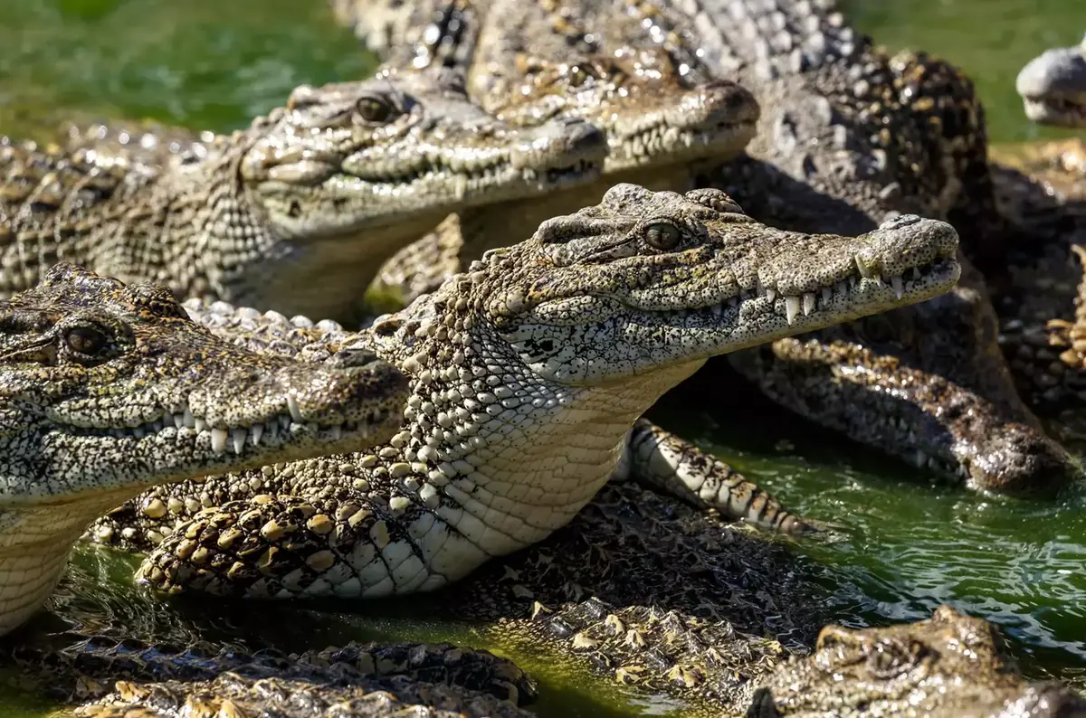 Oslava Mezinárodního dne tropů v Zoo Praha — Zoologická zahrada hl.m.Prahy, Praha
