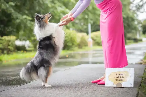 Подвійні спроби Rally DogDancing - Pesopark