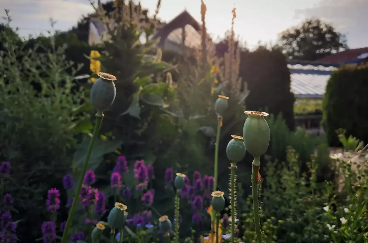 St. John's Eve in the Herb Garden of Lu & Tiree Chmelar 2026 — Bylinková zahrada Lu & Tiree Chmelar, Valtice