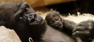 Moja, or How a Gorilla is Born