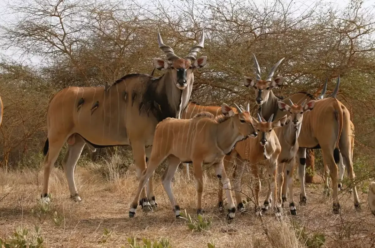 Tag der Hirschantilope im Ostrava Zoo 2026 — Zoologická zahrada a botanický park Ostrava, p. o., Ostrau