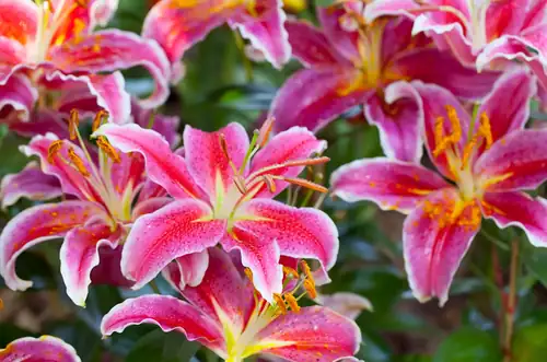 Lily Exhibition in Rajhrad 2026