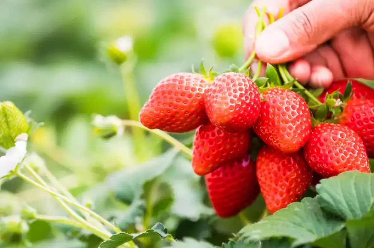 Žatecká Farm - Strawberry Picking and Farm Shop — Žatecká farma, Žatec