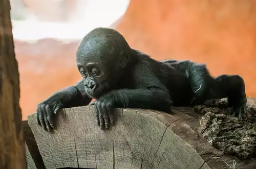 Komentovaná krmení a setkání v Zoo Praha