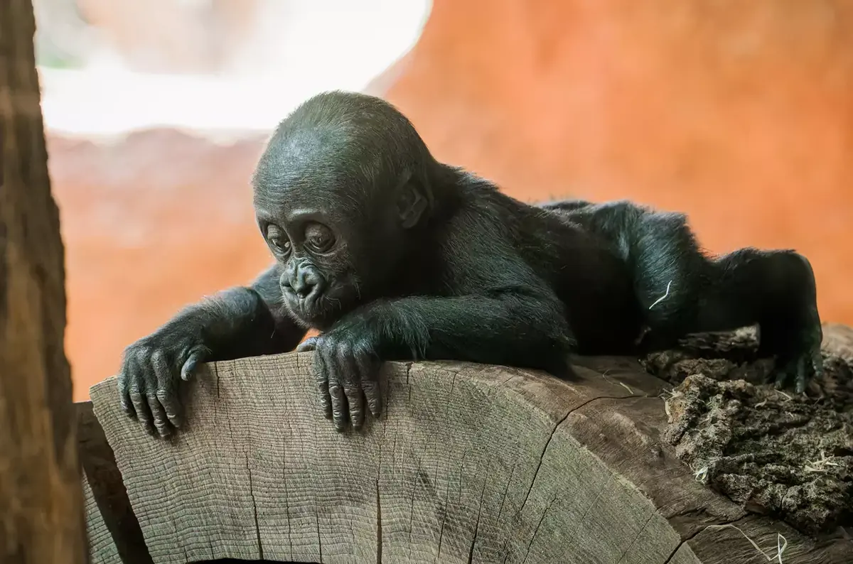 Guided Feedings and Animal Encounters at Prague Zoo — Zoo Praha, Prague