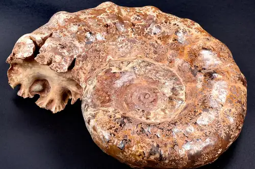 Permanent Sales Exhibition - Adventures in Mineralogy