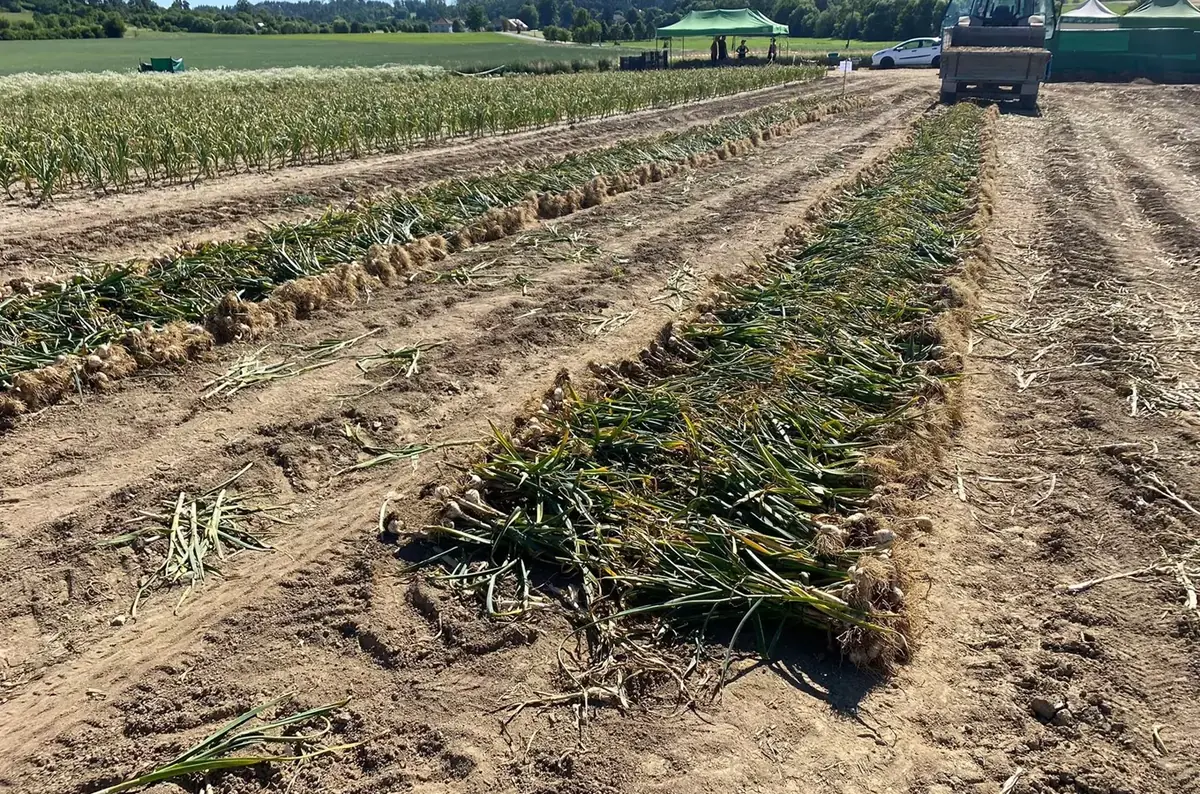 Knoblauch-Selbstpflücken in Bündeln auf dem Jura-Hof 2026 — Dominik Jura, Bochovice
