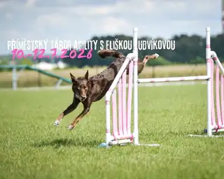Summer Agility Camp with Eliška Ludvíková