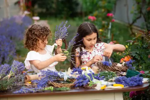 Aprikosen tanzen mit Lavendel