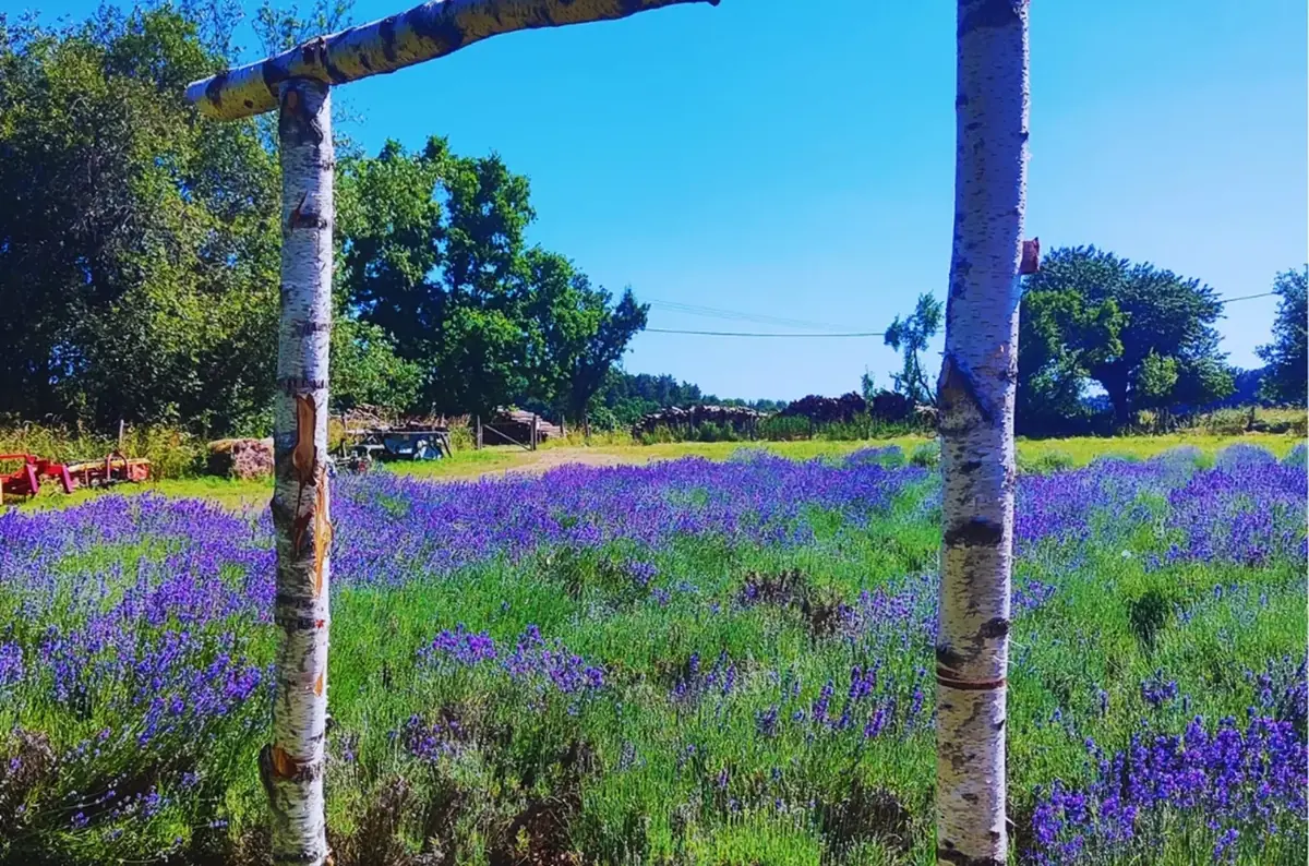 Lavender Days at Myšlín Gardens — Zahrady Myšlín, Mnichovice