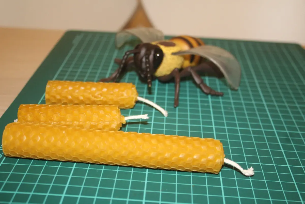 Sommerworkshop: Über Bienen und Bestäuber — Kloster Broumov, Broumov