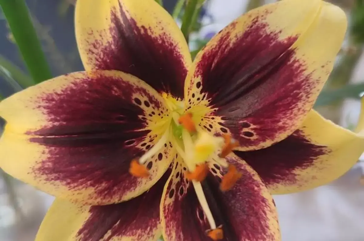 Літня виставка квітів у Брно — SZO Brno Lilium, Брно