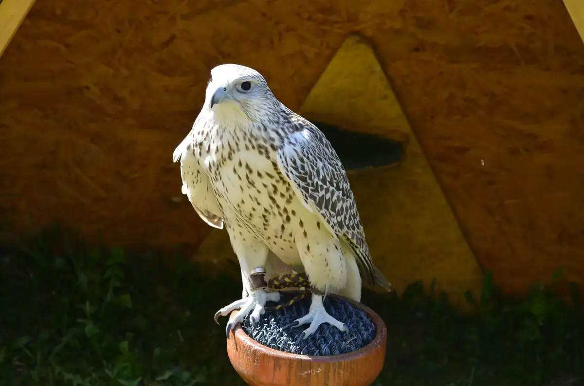 Dravci a sovy na hradě Landštejně — Landštejn, Slavonice