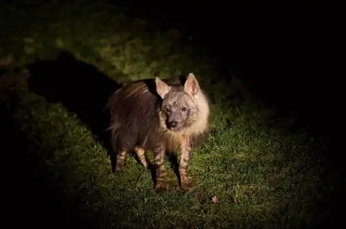 Night Tours at Prague Zoo