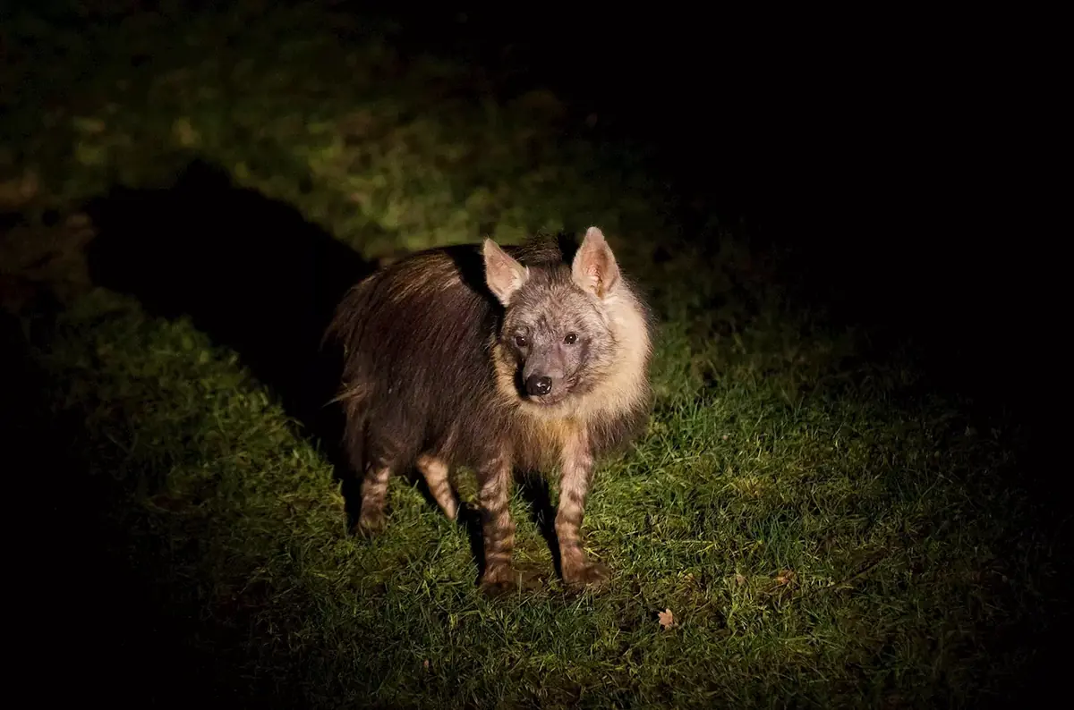 Evening Tours at Prague Zoo 2026 — Zoo Praha, Prague