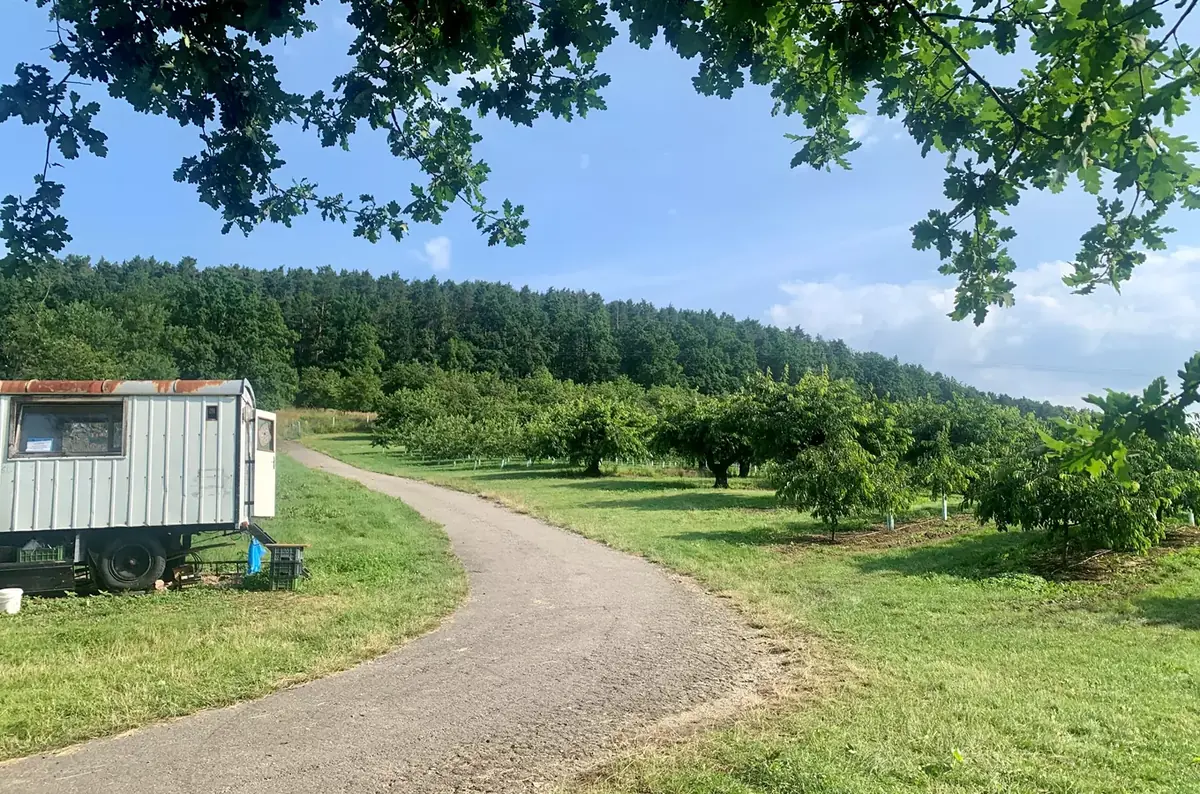 Kirschgarten Hoříkovice - Jährliche Sommerkirschenernte — Třešnový sad Hoříkovice, Lhenice