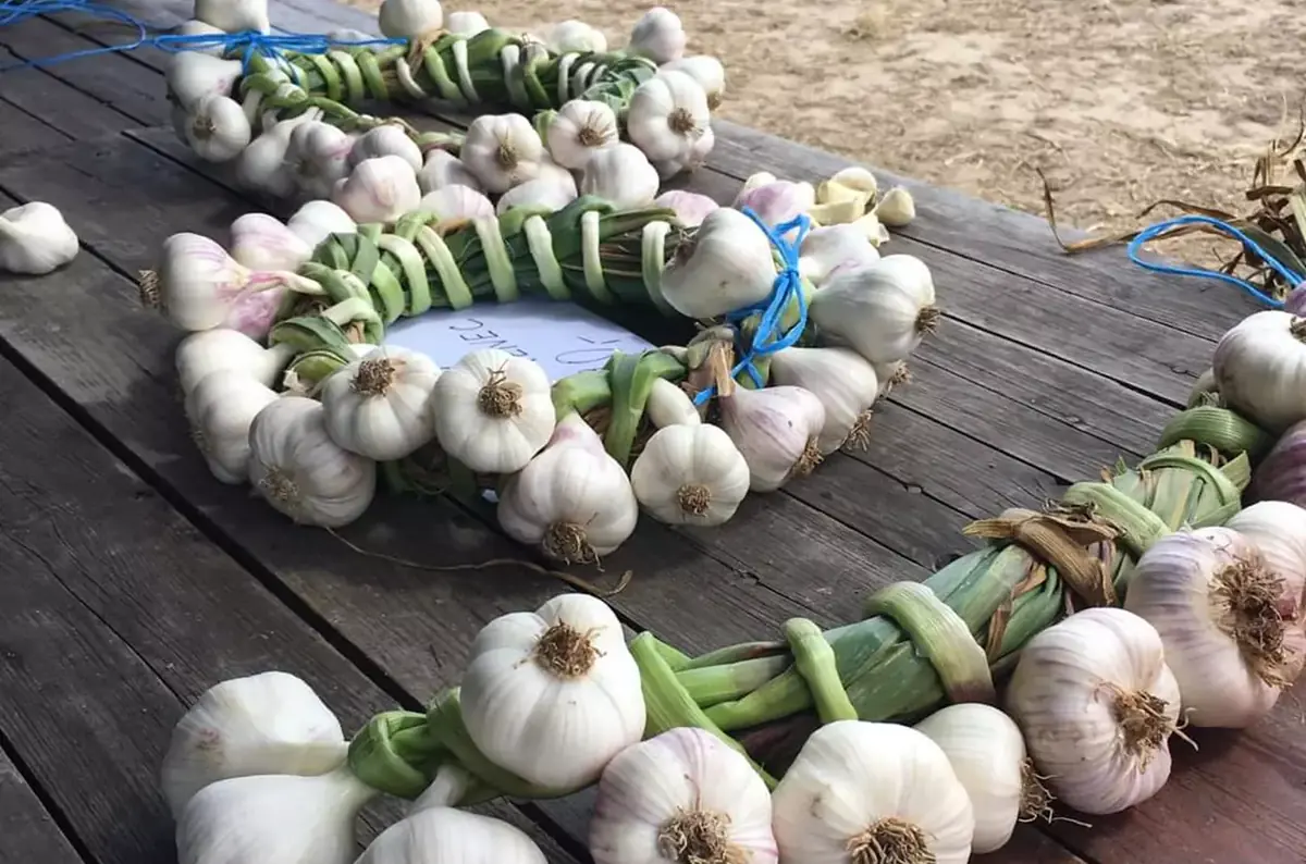 Samosběr česneku na Farmě Kala – Kuřimská Nová Ves — Farma Kala, Kuřimská Nová Ves