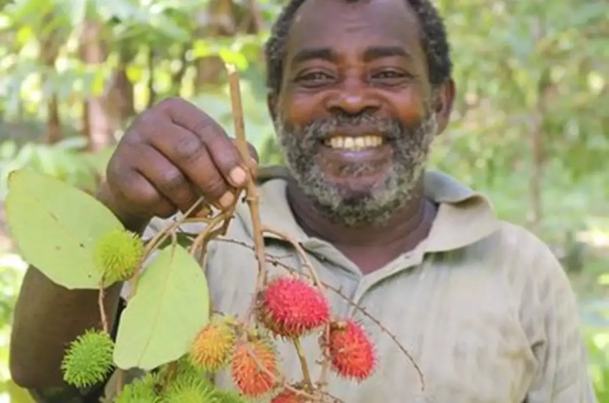 African Markets in Písek — Palackého sady, Písek