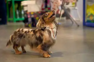 International Dog Show of All Breeds Intercanis 2026