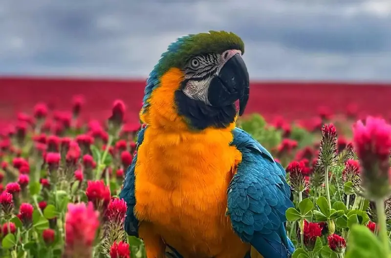 Papouščí Fauna — Прага