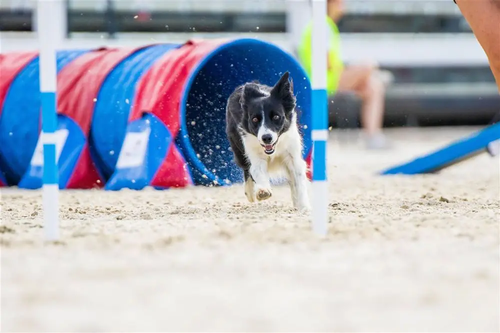PRAGUE AGILITY PARTY — Prag Velká Chuchle, Prag