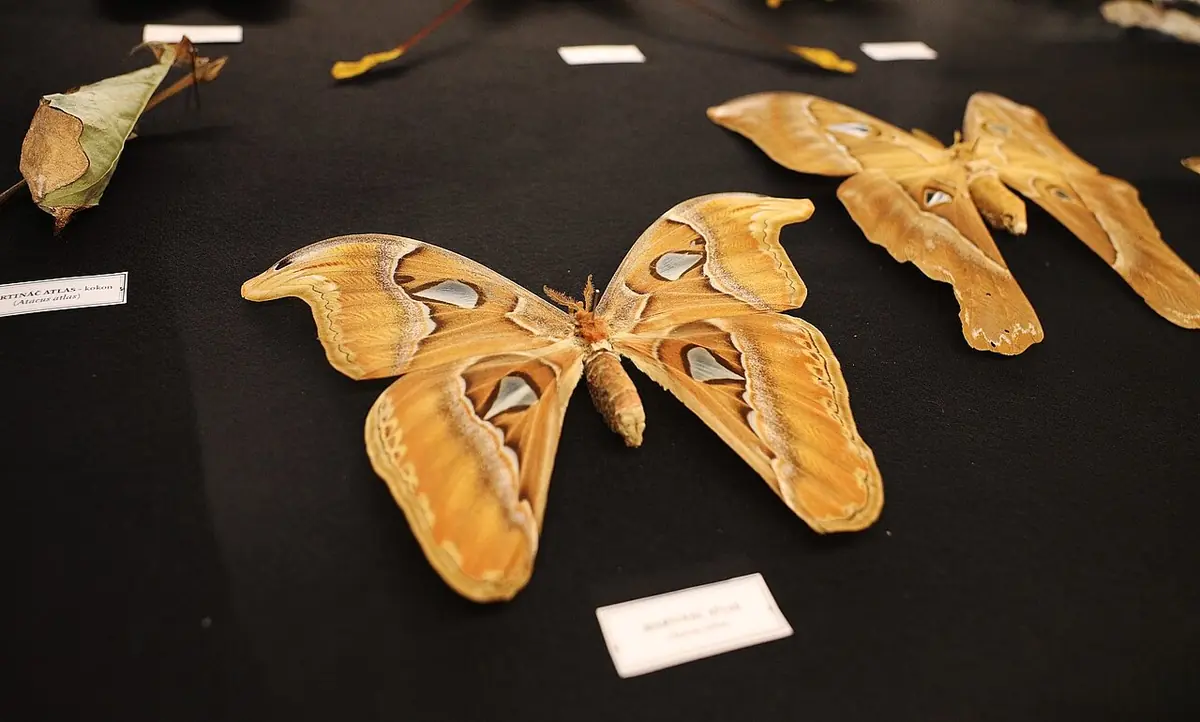 Bizarre Insects — Moravian Land Museum, Brno
