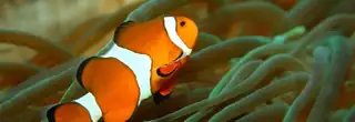 Чортівський святкування
