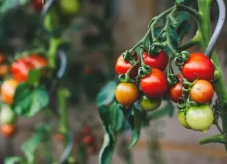 Ausstellung Tomaten und Paprika — Národní zemědělské muzeum Valtice, Valtice
