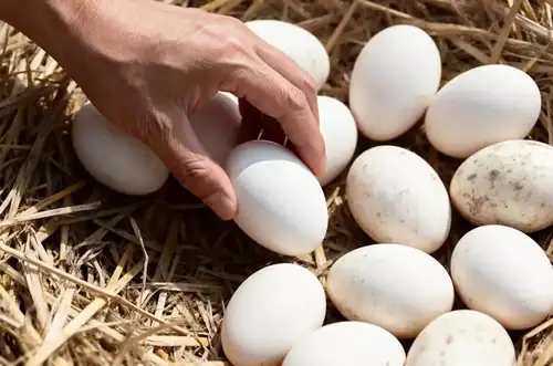 Like Egg to Egg? at the Moravian Museum in Znojmo