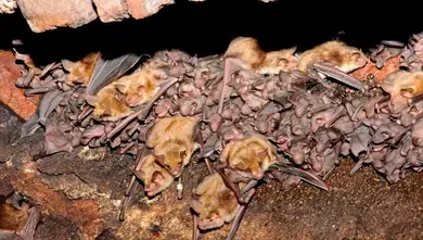 Bat Evening at Točník Castle — Hrad Točník – nádvoří, Točník
