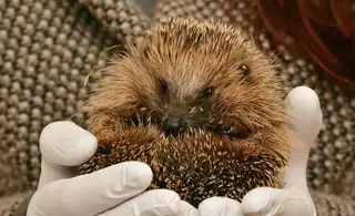Hedgehog Release in Ořechovce