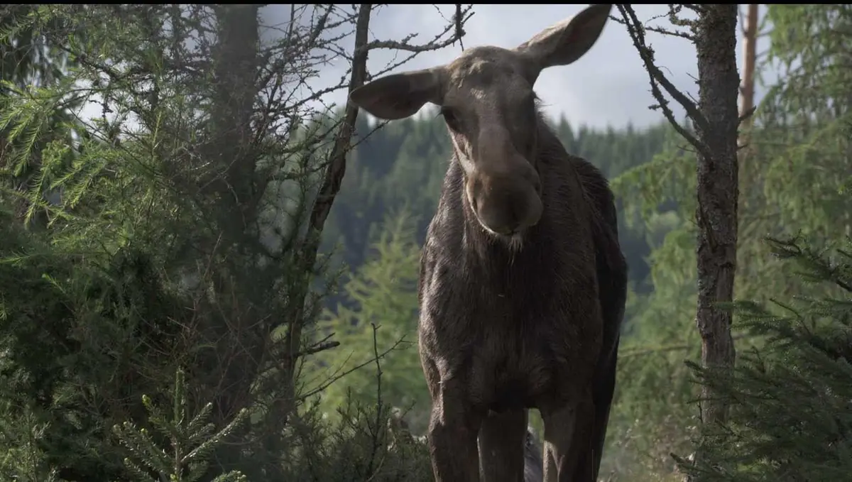 Amoosed: лосиная одиссея — Kino Atlas, Прага