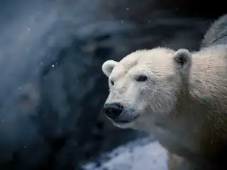 Zu den Tieren vor Sonnenuntergang: Kommentierte Führung durch den Brünner Zoo