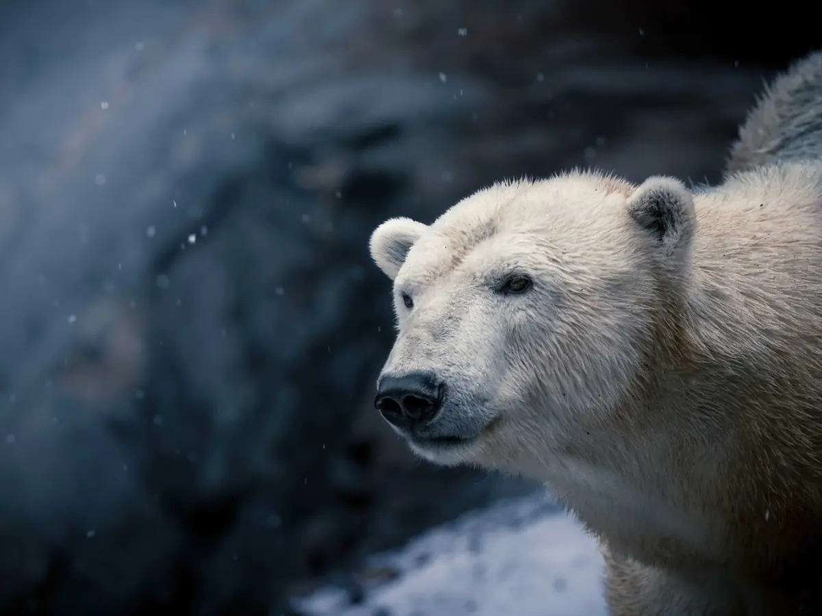 Za zvířaty před soumrakem: komentovaná procházka brněnskou zoo — Zoo Brno, Brno