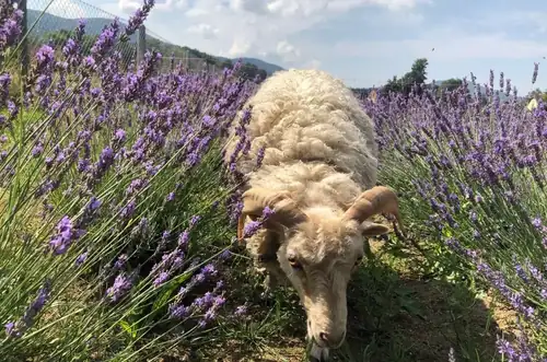 Sommer-Lavendelplücken in der Levandulovna in Raspenava
