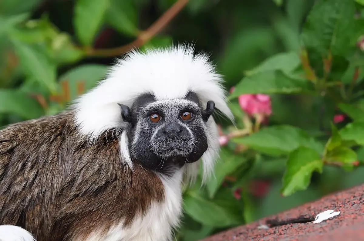 Titi Day im Zoo Jihlava 2026 — Zoologická zahrada Jihlava, příspěvková organizace, Iglau