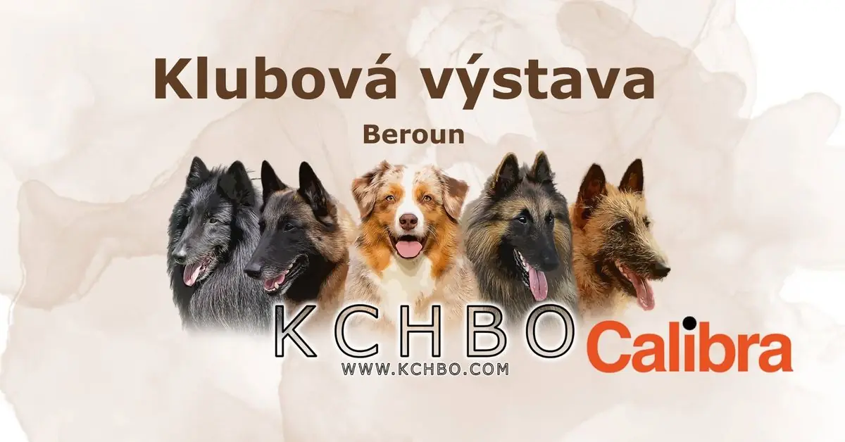 Club Show for Belgian and Australian Shepherds — Dog Academy Beroun - DAB, Prague