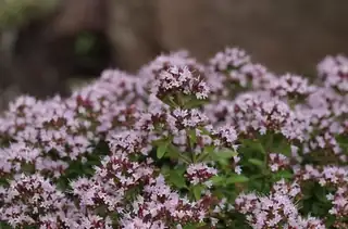 Herbs with Anicka