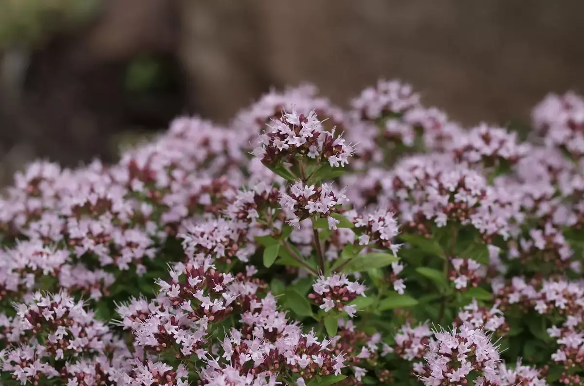 Kräuter mit Anicka — Botanická zahrada Teplice, Teplice