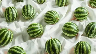 Wassermelonen selbst pflücken auf Vojnice u Olomouce