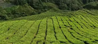 Travel Lecture: Singapore, Brunei and Malaysia