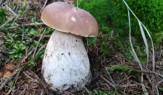 Pilze