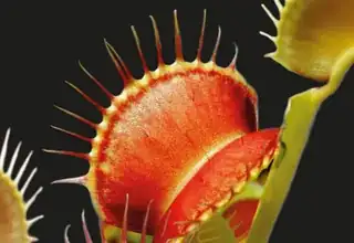 Carnivorous Plants on the Terrace 2026