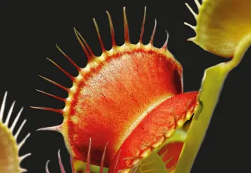 Carnivorous Plants on the Terrace 2026 — South Bohemian Museum in České Budějovice, České Budějovice